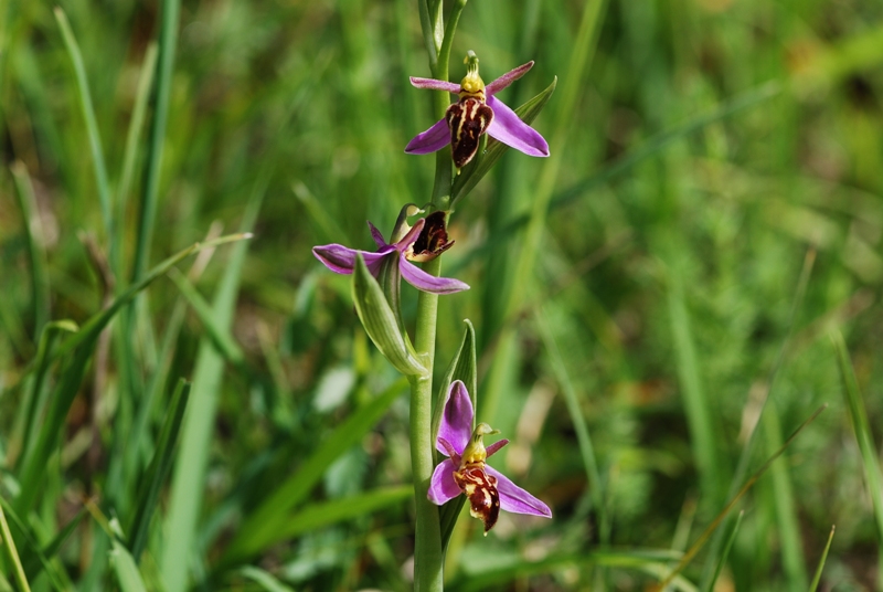 Ophrys apifera var. trollii